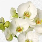 Dekorszalvéta - White Orchid